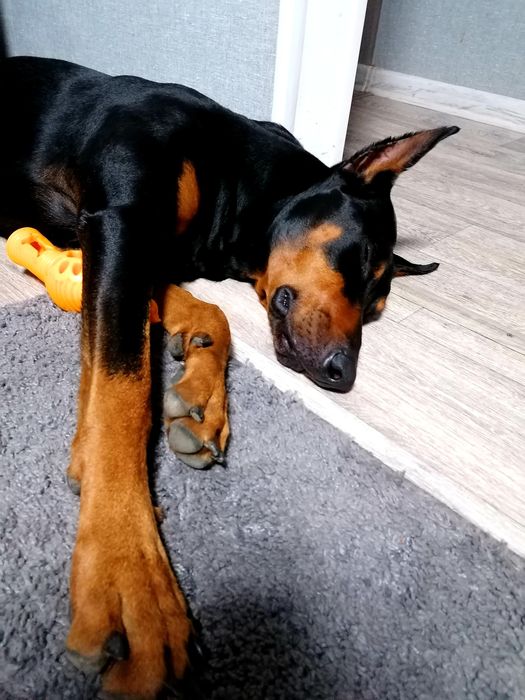 Вязка добермана ( кобель)