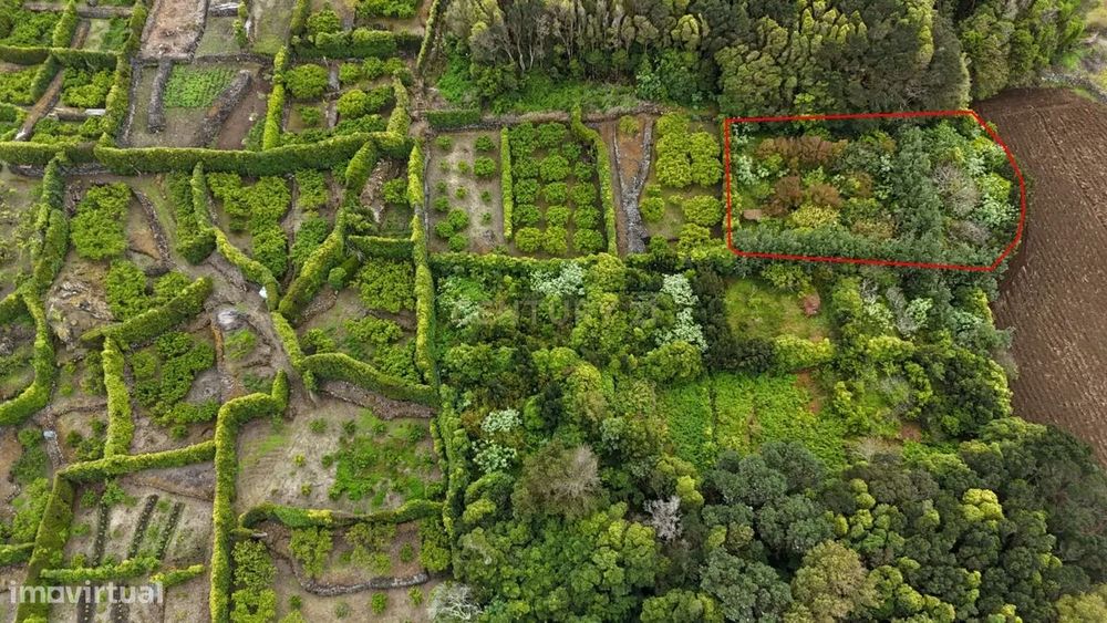 Pomar localizado na zona dos Biscoitos, Ilha Terceira, com característ