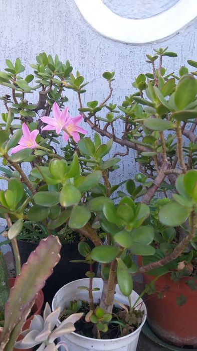 Грошове дерево або дерево щастя