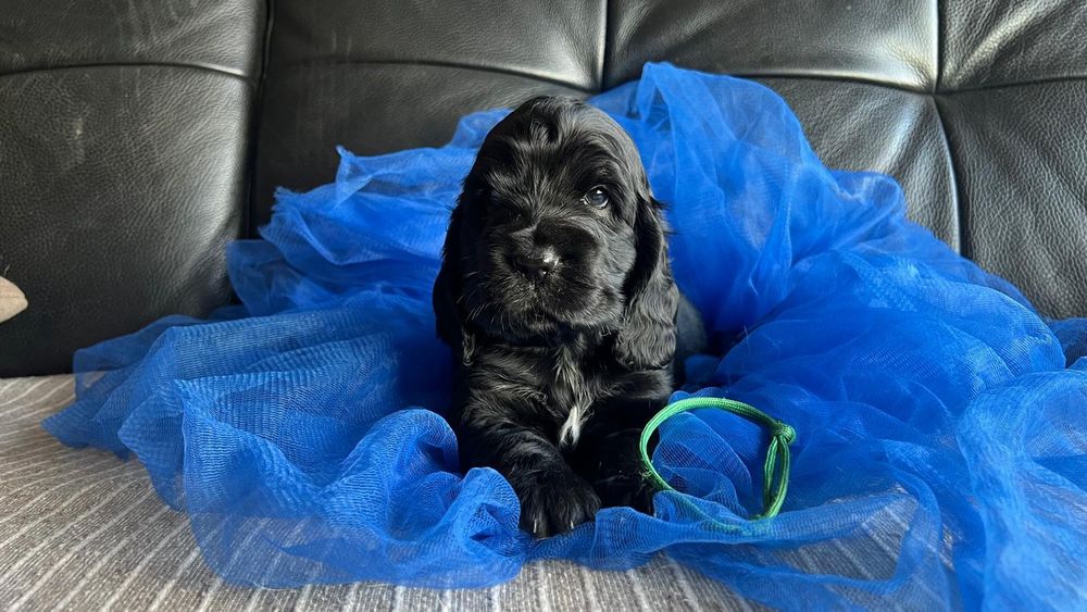 Cocker spaniel inglês