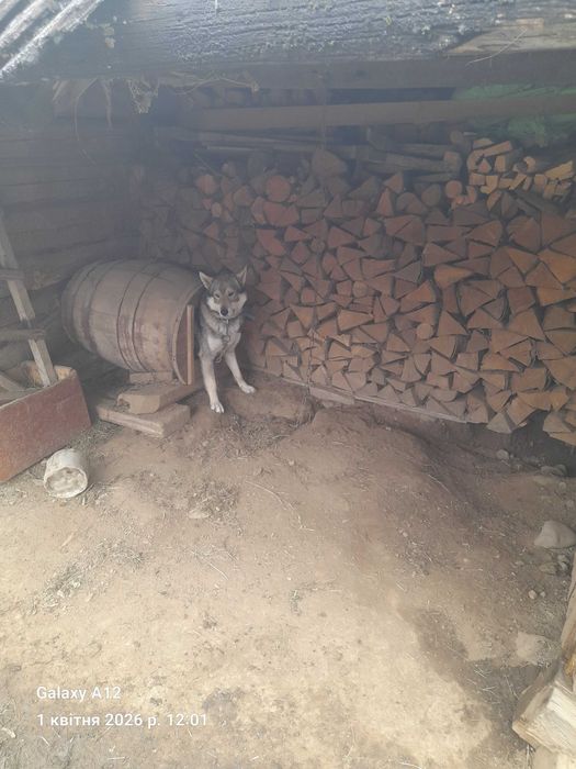 Собака в добрі руки