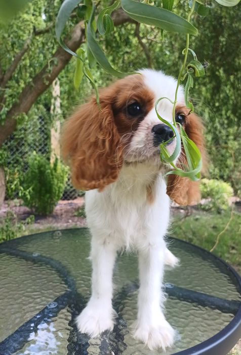 Cavalier King Charles Spaniel-Sunia