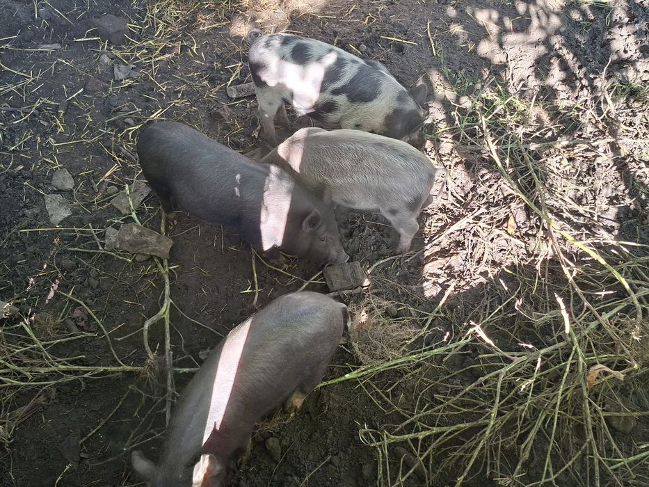 Продаються кабанчики