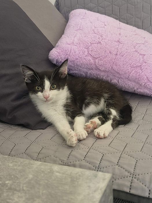 Mała kicia do adopcji