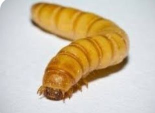 Жук Знахарь (бесконечный живой корм)