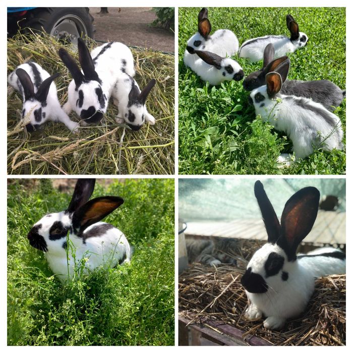 Німецький строкач кролі