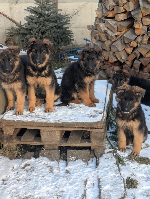 Owczarek niemiecki długowłosy