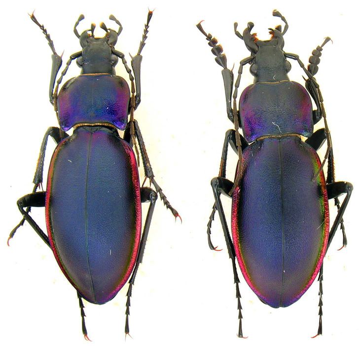 жужелиця фіолетова, коллекция насекомые комахи, жуки, ентомологія