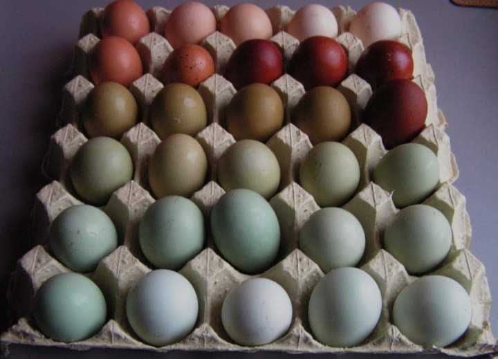 Kury nioski rosa leghorn sandy lohman brown grenshel darkshel tricolor