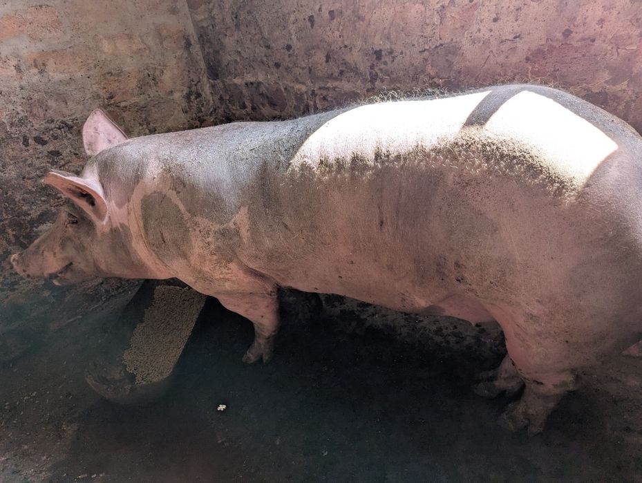 Спермодози кнурів