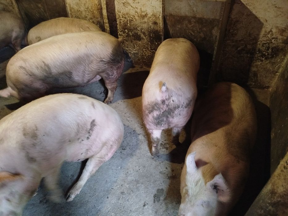 Продам свині живою вагою