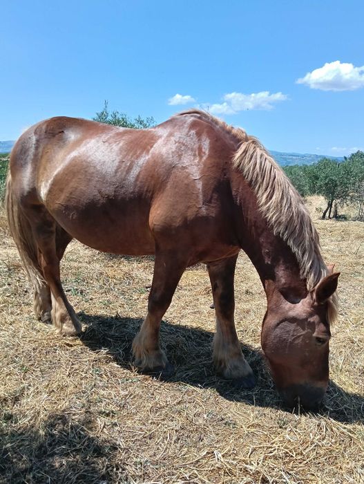 Várias éguas e poldros disponíveis