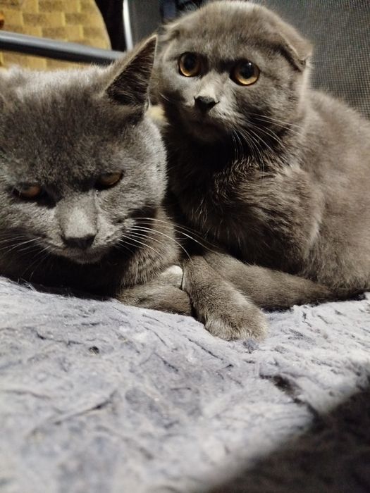 Шотландські кошенята