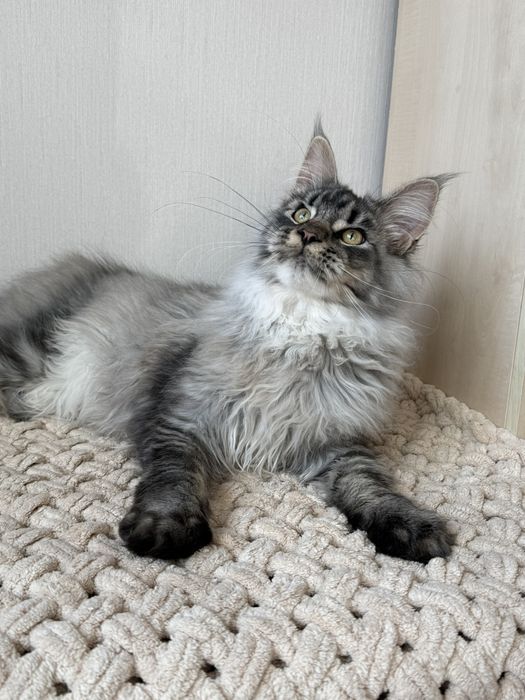 Шикарний хлопчик Мейн кун в серебряному окрасі