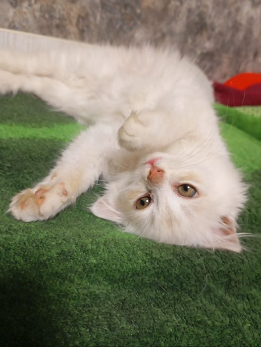 КІШЕЧКА чекає на родину.