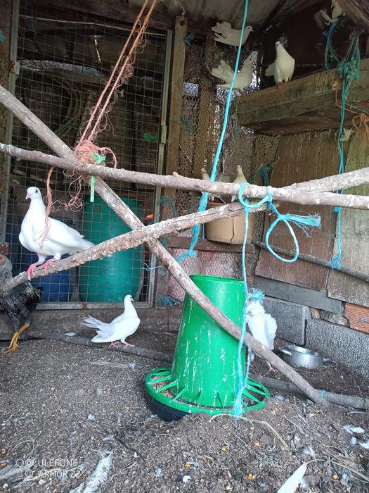 Pombas brancas para venda