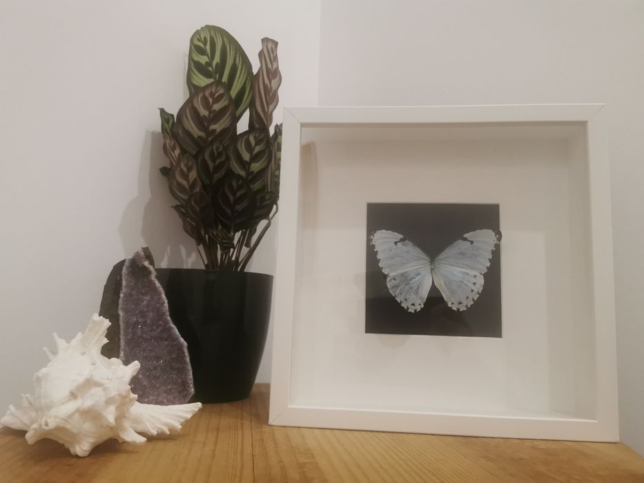 Borboleta real Catenaria White