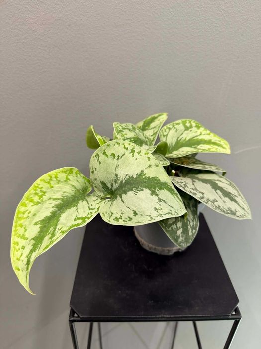 Scindapsus ‘Trebie’ Scindapsus pictus