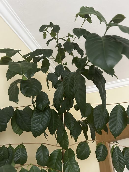 Drzewo kawowca w doniczce