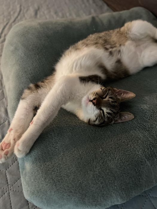 Mikuś szuka domu na zawsze