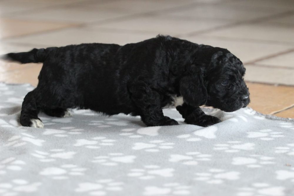 Suczka Springerdoodle doodle / Paszport pudel cockapoo spaniel/