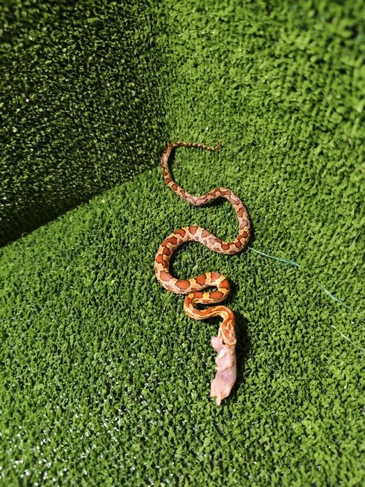 Węże zbożowe – młode różne odmiany