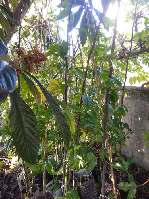 Plantas araçá amarelo, maracujá roxo, buxos e loureiro