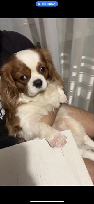 Мальчик кінг чарльз  спаніель