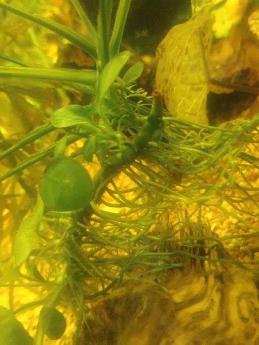 Anubias małe klacze