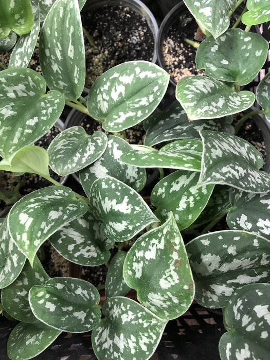 Сциндапсус розписний Scindapsus pictus 'Argyraeus'