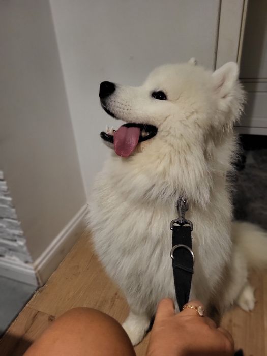 Oddam szczeniaka rasy SAMOJED