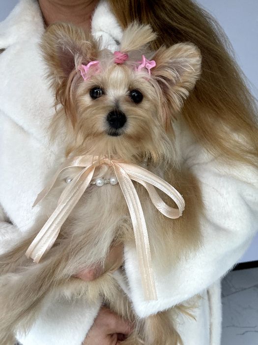 Помапу — Це не просто цуценята  це любов у формі собаки