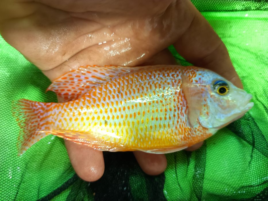 pyszczaki alunocara fire fisch