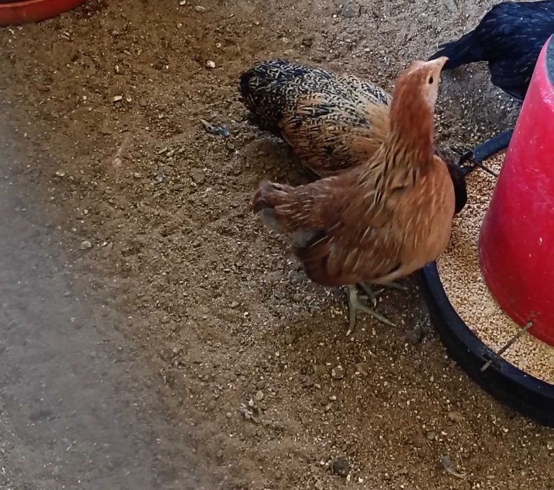 Tenho para ceder sebright prata e garnizas normais