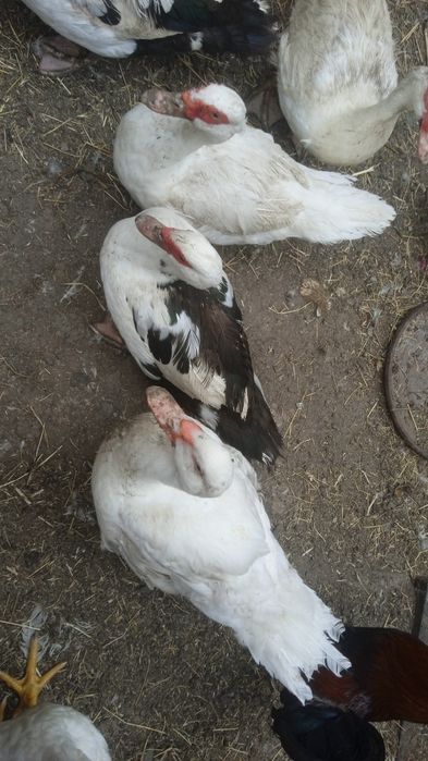 Тушки качка шипуни, гуси, кролі, кури