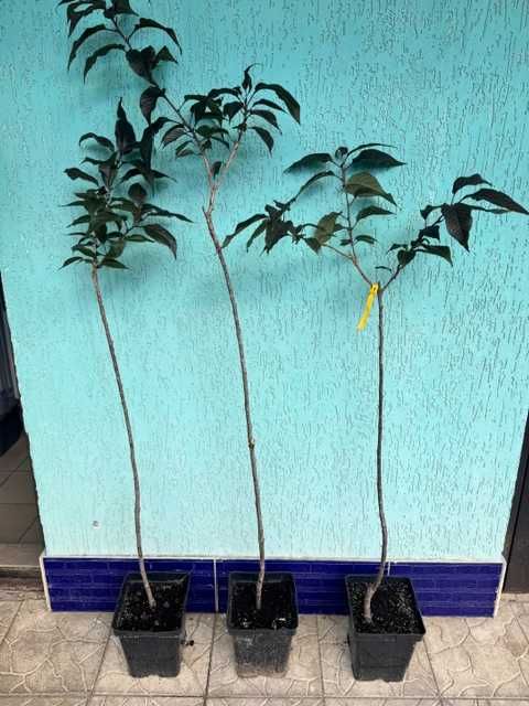 САКУРА на штамбі.