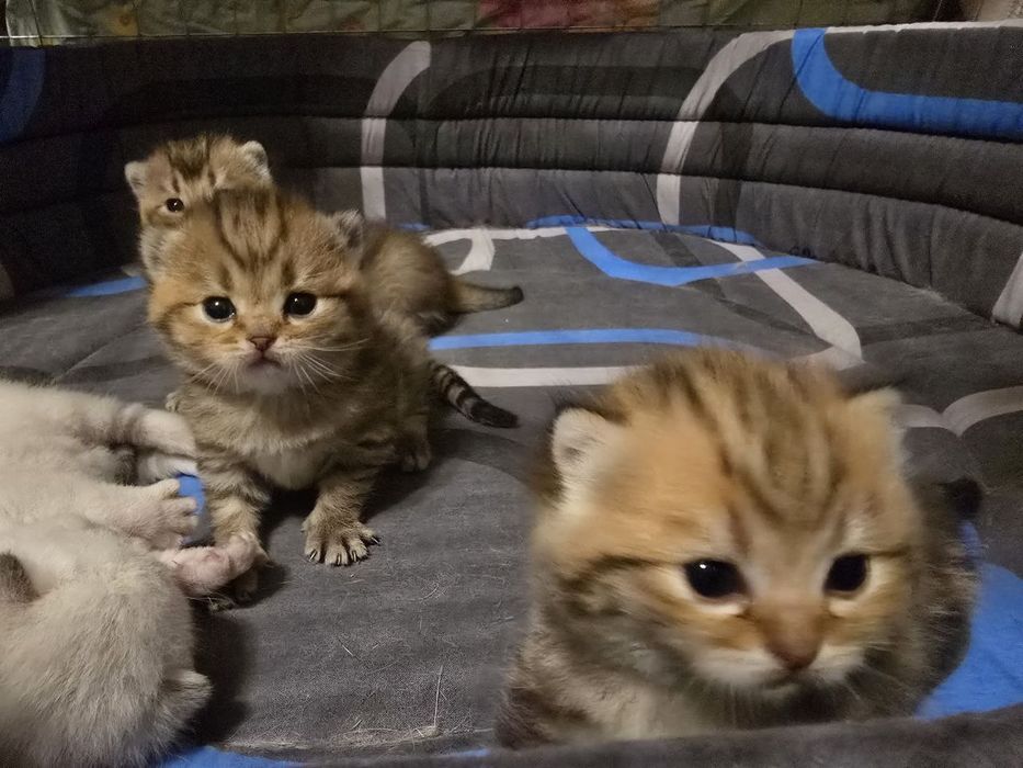 Шотландские котята