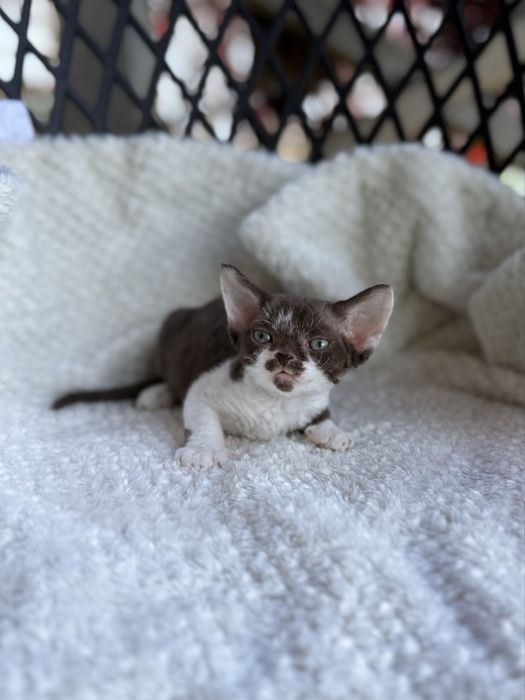 Kotka Devon Rex - Oshi