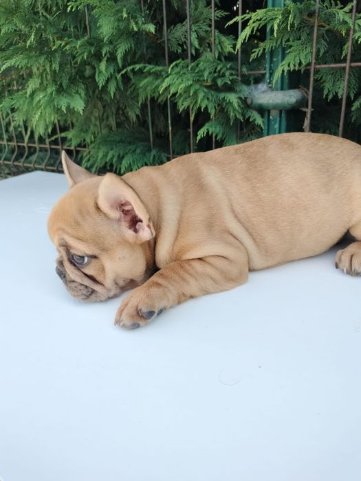 Bulldog frances top femea  exitica