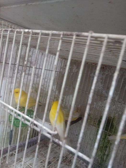 Tenho alguns canarios