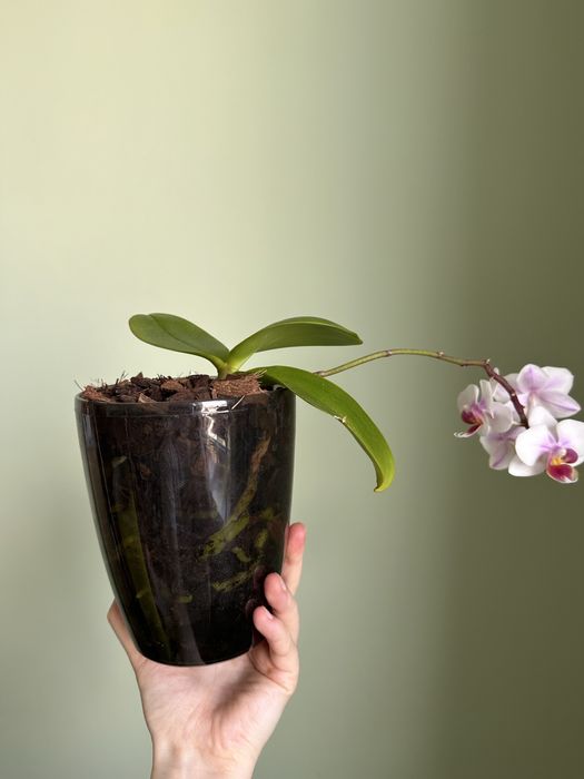 Орхідея на обмін