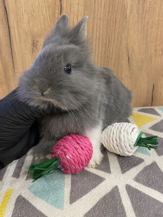 Królik karzełek jak teddy niebieski szary zooanimals Ruda Śląska