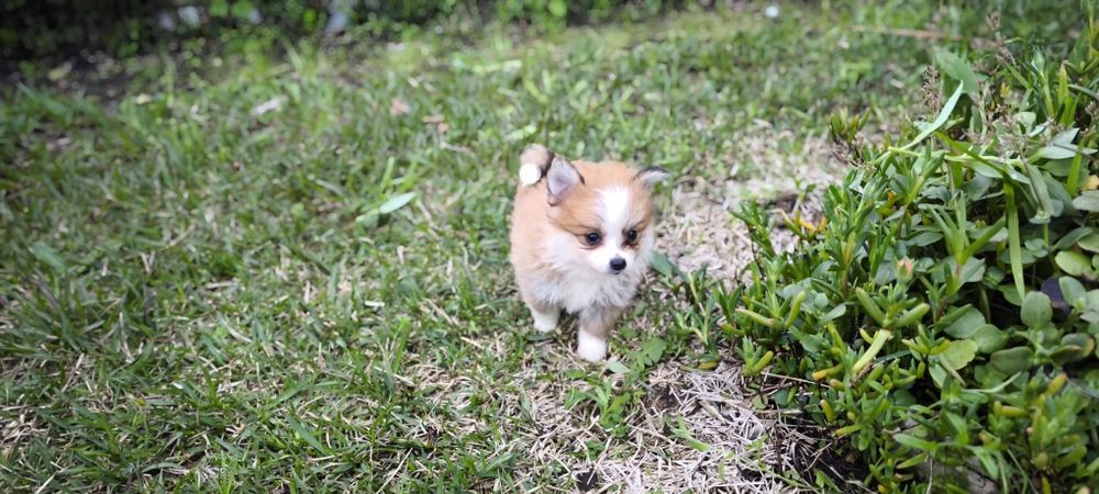Spitz alemão anão Lulu da Pomerânia  criado em ambiente familiar dispo