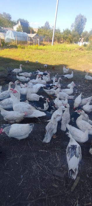 Продам мускусних качок!