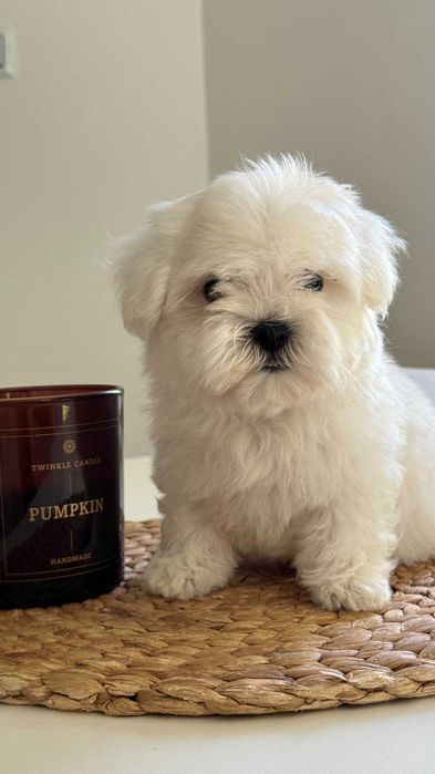 Chłopczyk Maltańczyk Miniaturka z Rodowodem