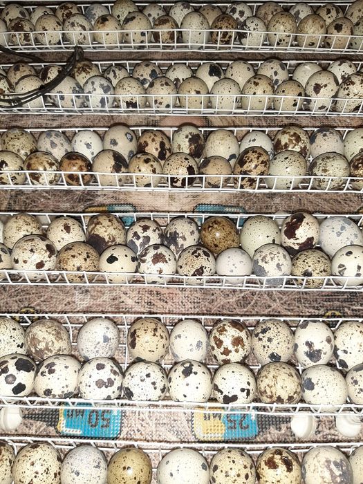 інкубаційні перепелині яйця