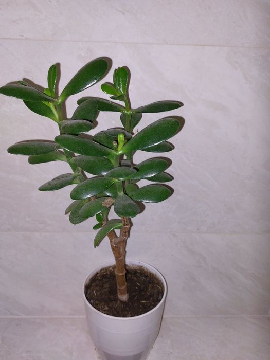 Фікус великий вазон