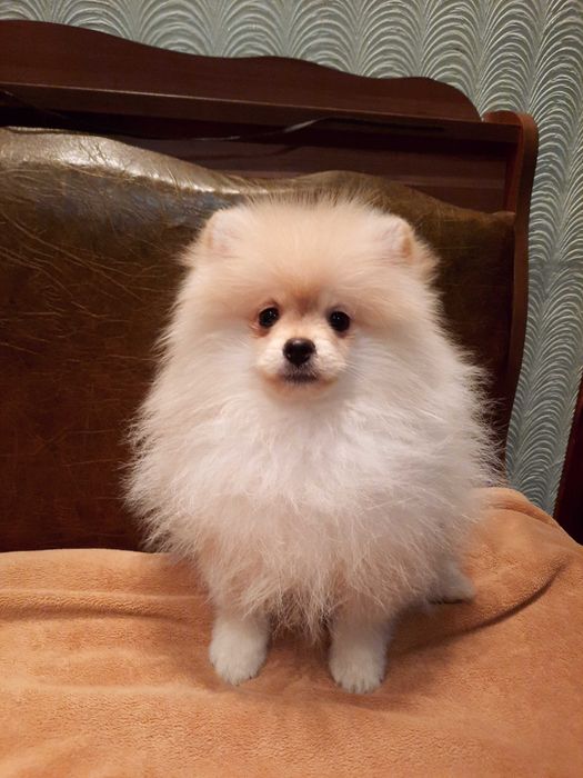 Померанский шпиц