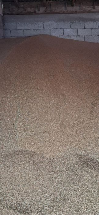 Продається Пшениця