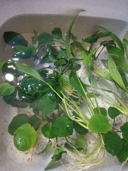 Roślina akwariowa Anubias, anubiasy